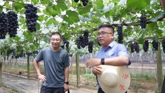江西新余：葡萄产业里的“科技密码”
